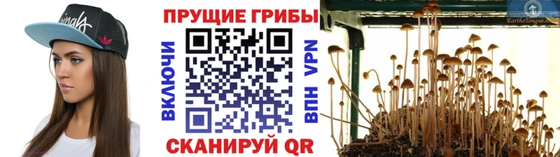 Псилоцибиновые грибы мицелий Купить где Гдов